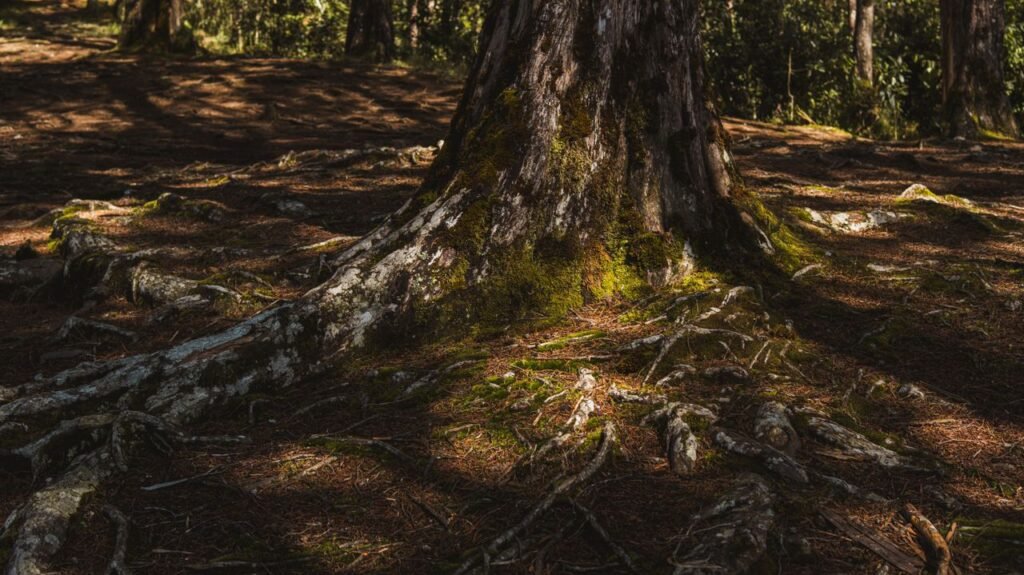 Close-up of tree roots covered in moss, in a sunlit forest setting.